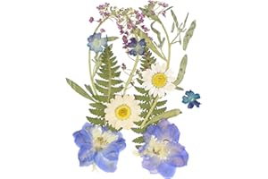 QianFenShi 12 Stück Natürliche Trockenblumen,Gepresste Blumen zum Basteln,Getrocknete Blumen,Getrocknete Blüten,Gepresste Blüten,Blumen Getrocknet,für Kunst Basteln,DIY,Scrapbooking (Blauer Stil)