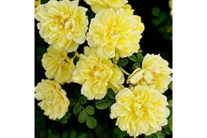 LAMPHLE 100 pezzi semi di rosa rampicante giardino casa balcone recinzioni decorazioni piante fiori per piantare giardini Giallo