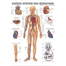 Rüdiger Die Hand Lehrtafel Anatomie 100x70 cm medizinische Lehrmittel