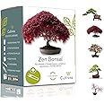 CULTIVEA® Mini Kit Prêt à Pousser Bonsaï – Graines Françaises 100% Écologiques - Jardinez et décorez - Idée Cadeau (Red Mappl