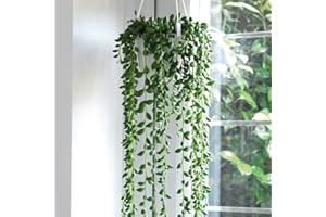 Senecio 'String of Pearls' Succulent Trailing Indoor House Plants Trailing Foliage Perfect for Windowsill or Conservatory, 1x 14cm Potted Plant by Thompson & Morgan