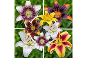 FLORIUM Vårens dröm liljelökar samling