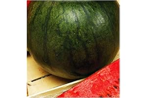 KIRALOVE Graines de sucre pastèque - légumes - citrullus lanatus - environ 35 graines - les meilleures graines de plantes - fleurs - fruits rares - pastèques - idée cadeau originale sugar baby