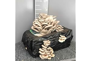 SAVINI VIVAI L'ARTE DI FARE NATURA SAVINI VIVAI Balle di Funghi Pleurotus Fungo da Coltivare in Casa Panetto kg 10-13 Made in Italy