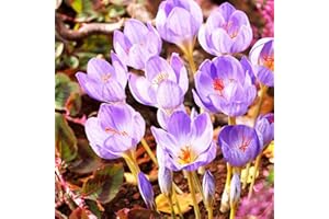 COOTO Bulbi Fiori Crocus 10 pezzi Bulbi Zafferano Fiori primaverili Giardinaggio Bulbi Croco Bulbi Speciosus