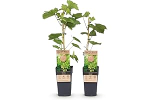 GREEN BOUTIQ GreenboutiQ - Plante à fruits - Raisin Blanc - Vitis vinifera Himrod - Sans pépins - 2 plantes - Pot 15cm Hauteur 50cm