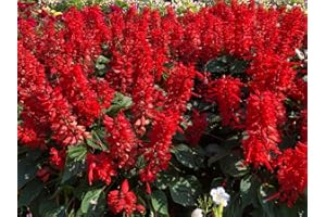 Lincolnshire Pond Plants Ltd - Marginal Aquatic Pond Plant - (Lobelia Cardinalis 'Queen Victoria') - 3Ltr Potted