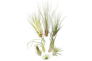 ALLTERRA Tillandsien 8er-Mix, Tillandsia Bromeliengewächs
