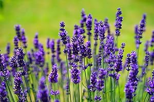NANNYS GARDEN Approx. 400 Seeds - Lavandula angustifolia Munstead Strain (True Lavender) - Premium Lavender Seeds for Planting