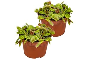Bloomique - Lot de 2 - Dionaea Muscipula - Dionée Attrape-Mouche - Plante Carnivore - Plantes d’intérieur - 10-15 cm de Haut - Pot 12 cm