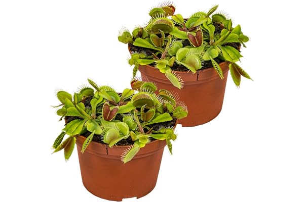 Bloomique - Lot de 2 - Dionaea Muscipula - Dionée Attrape-Mouche - Plante Carnivore - Plantes d’intérieur - Hauteur 10-15 cm - Pot 12 cm