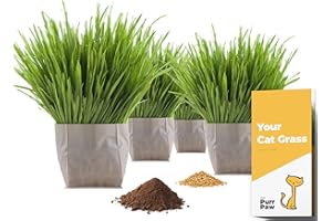 purr paw Cat Grass x4 Pack (Starts Growing in 5 Days) - Just Add Water