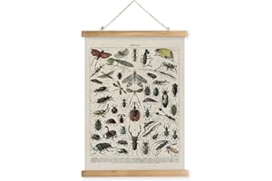 XIAOAIKA Poster Vintage d'Insectes - Affiche Éducative Entomologique avec Cadre en Bois, Décoration Murale Portrait pour Amateurs de Nature, 40 x 58 cm