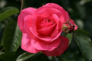 KÜHR BAUM- U. ROSENSCHULEN Kletterrose Rosanna im 7 Liter Rosentopf