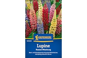 Kiepenkerl Lupinensamen Russel Mischung 1015500 - Mehrjährige Blumensamen mit einer Wuchshöhe von 80 bis 100cm und Inhalt für 20 Pflanzen - Saatgut