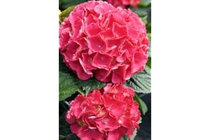 FLORANZA.DE Hortensie Bauernhortensie Red Baron Hydrangea macrophylla Red Baron Containerware 30-40 cm