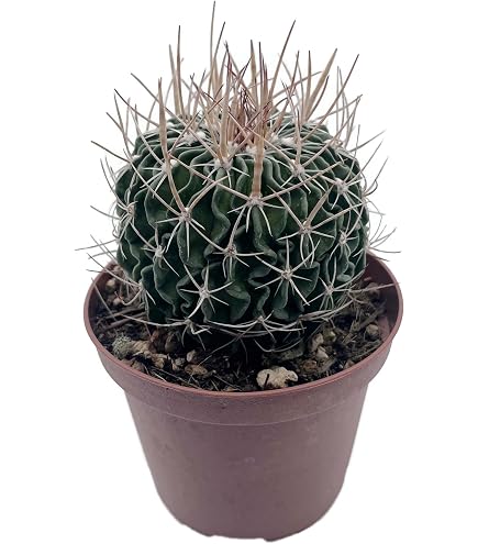 hippeastrum arabian night Arabian Night Amaryllis Hippeastrum Blooms Species Growing Bonsai Bulbs  Roots Rhizomes Corms Tubers Potted Planting Reblooming Fragrant Garden  Flower Seeds Plant Size 12-16cm main image 1