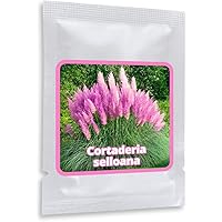 PAMPASGRAS - ca.150 Samen - Cortaderia selloana - Ziergras - der absolute Blickfang in jedem Garten