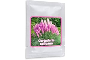 MAGIC OF NATURE Trawa pampasowa – ok. 150 nasion – Cortaderia selloana – trawa ozdobna – absolutny element przyciągający wzrok w każdym ogrodzie