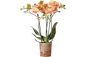 Kolibri Orchids | orange Phalaenopsis Orchidee -35cm hoch - Topfgröße Ø9cm | blühende Zimmerpflanze - frisch vom Züchter