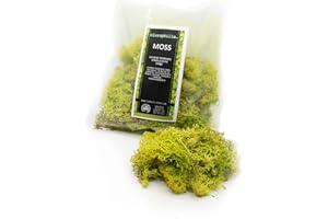 CLOROPHILLA. Moss Lichene Nordico Stabilizzato Naturale Qualità superiore - Muschio Vegetale per Quadri Modellismo Fai da te Terrari e Decorazioni - colore Verde lime (Sacchetto 100g)
