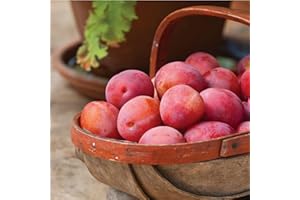 SUTTONS EST. 1806 Plum Fruit Tree Standard Patio Hardy Garden Plant Easy to Grow Your Own Plum 'Victoria' 1 x 5-Litre Pot by Suttons