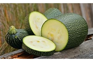 MES GRAINES POTAGÈRES Lot de 25 Graines de Courgette-Courge Verte Petite D'alger - Variété Ancienne - hâtive et productive - fruits vert clair, plante non coureuse mais port buissonnant - semences reproductibles,