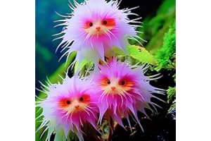 Worparsen 100 PCs Katzenorchideensamen zum Pflanzen seltener Katzengesichtsorchideensamen Nicht-Gentechnik-Blumen Samen für Gartenblumentöpfe im Freien Balkonen G