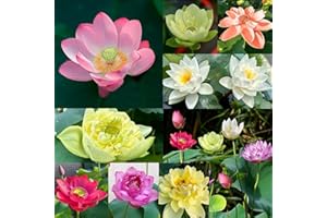 MEHRLIEBEN 30pcs Bowl Lotus Flower Seeds, Mixed Colour Flower Seeds, Beginner-Friendly Water Lotus Planting in Water Bowl Lotus Seed for Kitchen Garden Pond 30pcs Multicolor