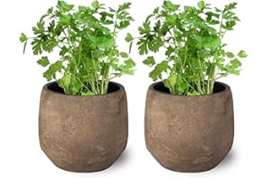 SMPLY. Pack de 2 Plantas Naturales de Perejil - Hierba Natural Aromática de Interior y Exterior Fácil de Cuidar - Huerto Urbano y Jardín - Altura 20 cm - Maceta 10 cm (Maceta Ceramica NO incluida)