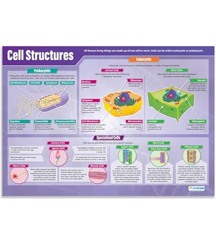 The Eye Daydream Education - Forensic Psychology | Psychology Posters | Glossy Paper Measuring 850mm X 594mm (A1) | Psychology Charts For The Classroom Critical Role