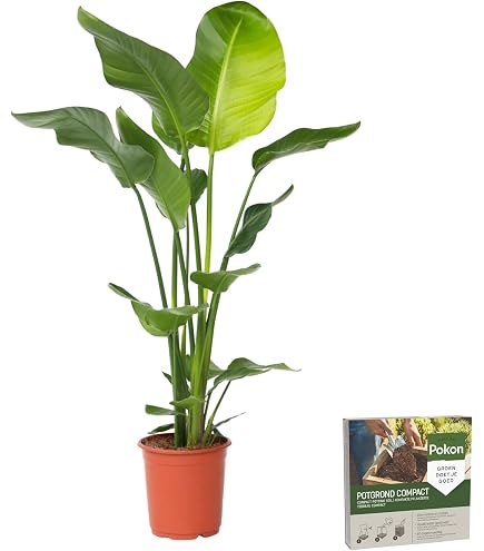 Ficus Elastica Belize – Plante Caoutchouc Purificatrice D’air – Feuilles Roses, Pot 24 Cm, Hauteur 75-100 Cm