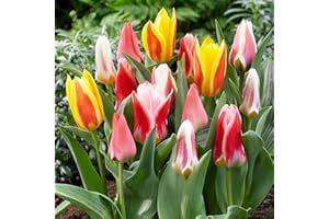 DUTCH BULBS EXCLUSIVE PLANTS FROM HOLLAND 25 Tulipanes Greigii/Kaufmaniana Mezcla de primavera | Exclusivos bulbos de tulipán de Holanda | Al menos 5 variedades y colores diferentes | Tulipanes resistentes al invierno y perennes para jardín.