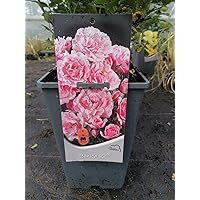 Beetrosen Bonica 82 3 Liter Topf - Rose - Rosen - Gartenrosen