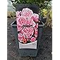 Beetrosen Bonica 82 3 Liter Topf - Rose - Rosen - Gartenrosen