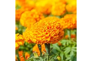 LEGUTKO Marigold Moonsong Deep Orange semillas - Tagetes erecta