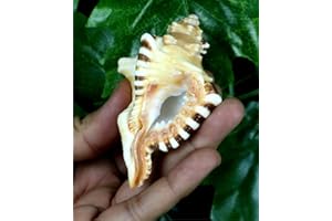 ASHIRWAD Original Ganesh Shankh, Conch Shell für Puja Ritual, alle Wohlbefinden, Gesundheit und Erfolg im Leben (Ganesh Shankh Tasche) 7,6 cm