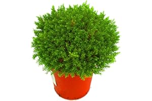 HARRO'S PFLANZENWELT Hebe 'Green Globe' Strauchveronika 12 cm Topf immergrün winterhart