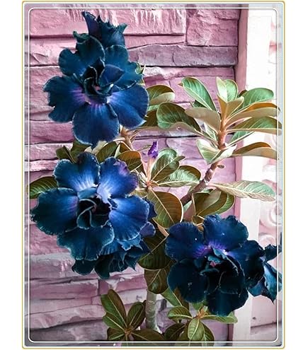 Wüstenrosen Zwiebeln Winterhart - Mehrjährige Zierpflanzen Für Innen & Außen