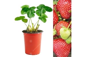 GardenersDream 10 x Cambridge Favourite Strawberry Plants - Bare Root Fruit Trees for Garden, Patio - GMO Free Hardy Outdoor Fruit Plants for Spring to Autumn - Outdoor Garden Ready Bushes (5-10cm)