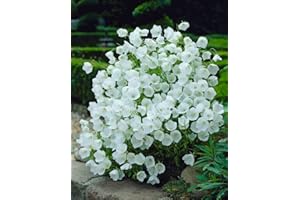 PARK FARM PLANTS Campanula carpatica White Hardy Perennial Flowering Plant in 9cm Pot