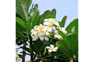 Benoon Semi Di Plumeria, 100 Pz/Borsa Semi Di Plumeria Semi Di Piantagione Di Plumeria Estetici Leggeri Naturali Rustici Per Giardino Semi di Plumeria