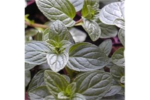 KEXMY Chocolate Mint After Eight Aromatic herb Plant Bees Butterflies Ground Cover 9cm Pot
