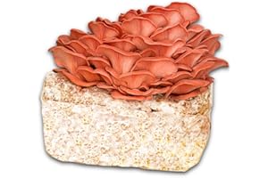 Hawlik Pilzbrut – BIO Rosenseitling Kultur 2,5 kg – Kinderleicht selbst Rosenseitlinge züchten - Pilze züchten Set - Komplettes Pilzzuchtset für Zuhause - Ideal für Anfänger