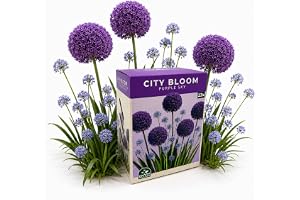 Nojus - City Bloom - Purple Sky Alliumlökar 23 | Globemaster och Allium caeruleum – prydnadslökar för trädgård – set med 23 blomsterlökar