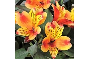 PROCTORS NURSERY Alstroemeria Summer Paradise Collection ‘Indian Summer 1 x 1. 5 LTR Pot