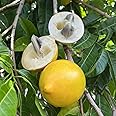 IXORA Abu Abiu Pouteria Caimito Fruit Variety Fruit Live Plants & Tree(1.5-3 Feet Size)