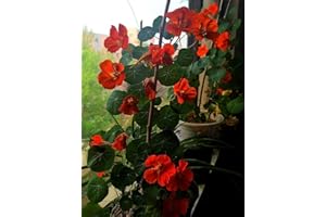 HUA XIAN ZI Nasturzio (Tropaeolum nanum) Semi non OGM Confezione sfusa di 400 semi Fantastici per i tuoi cesti appesi e il giardino di casa ...
