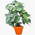 Gurveplantationi Peepal Tree Sacred Fig Bodhi Bo Ashwattha Pipal Ficus Religiosa Benghalensis Outdoor Ravi Peddha Ashwatha Arasa Maram Ashwattham Pippal Arayal Plant Live With Plastic Pot (Pack Of 1)