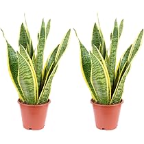 2er-Set Bogenhanf - pflegeleichte Zimmerpflanze, Sansevieria trifasciata  Laurentii - Hhe ca. 35 cm, Topf- 12 cm : Amazon.de: Garten